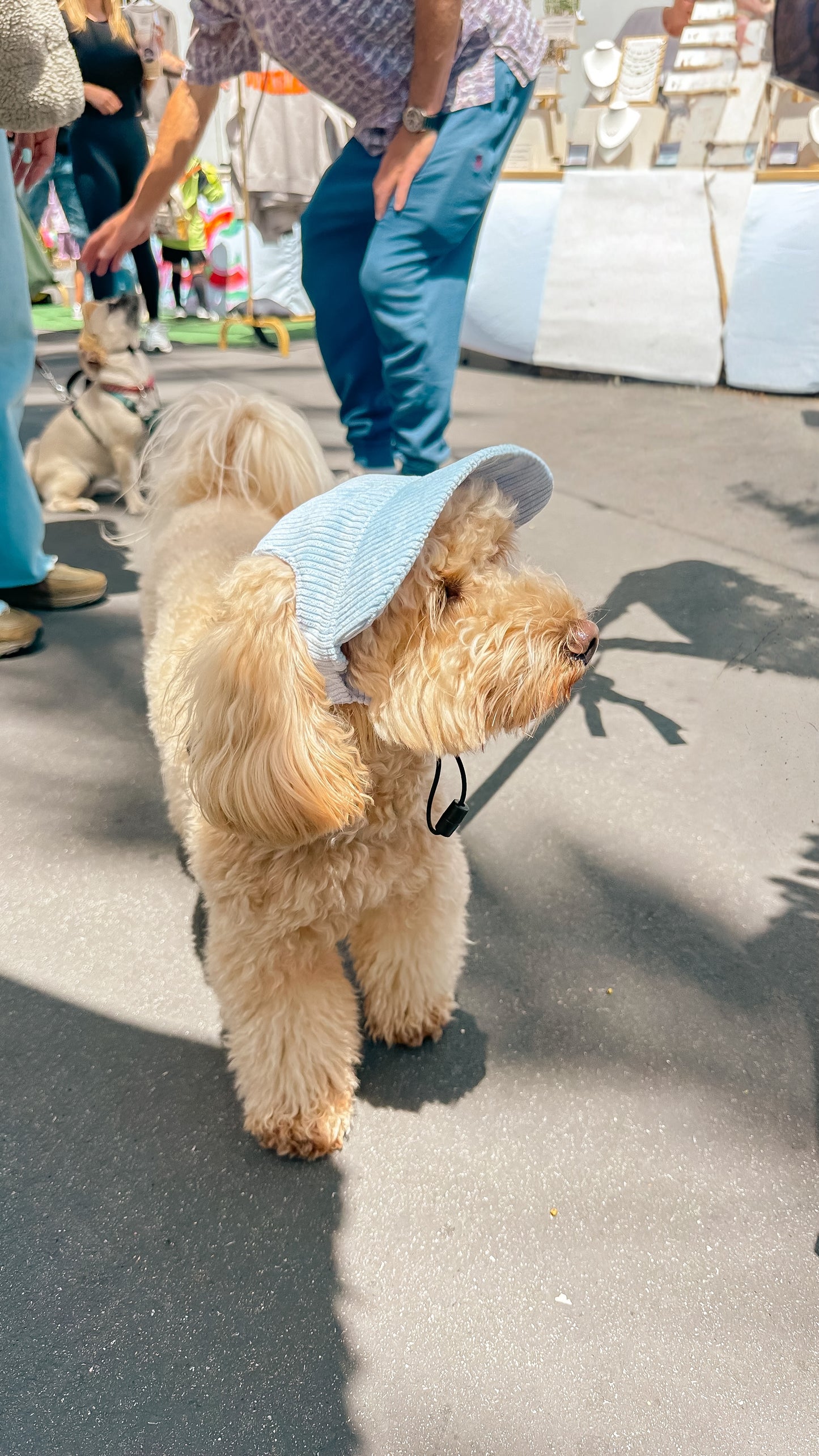 Dog hat