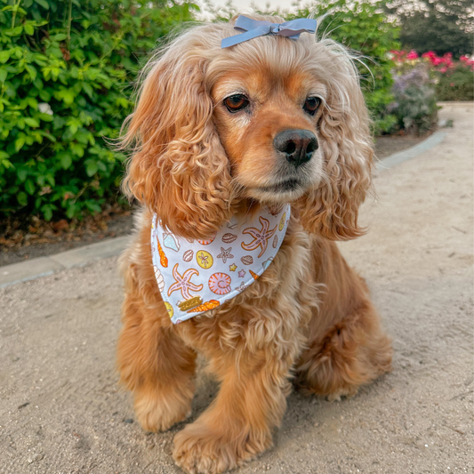 Starfish Lane Bandana