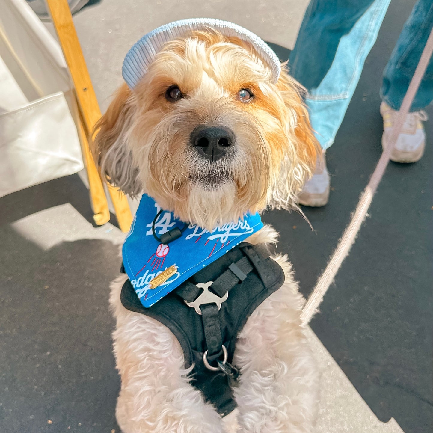 Dog hat