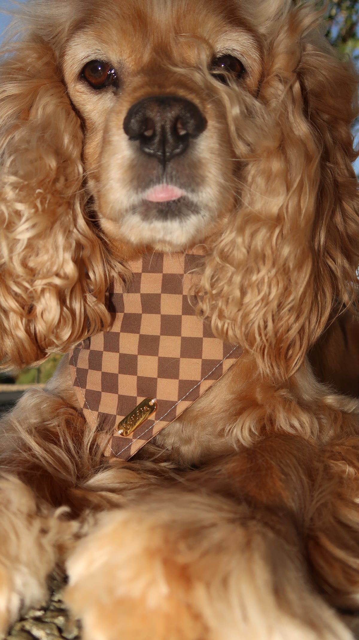 Chester Bandana