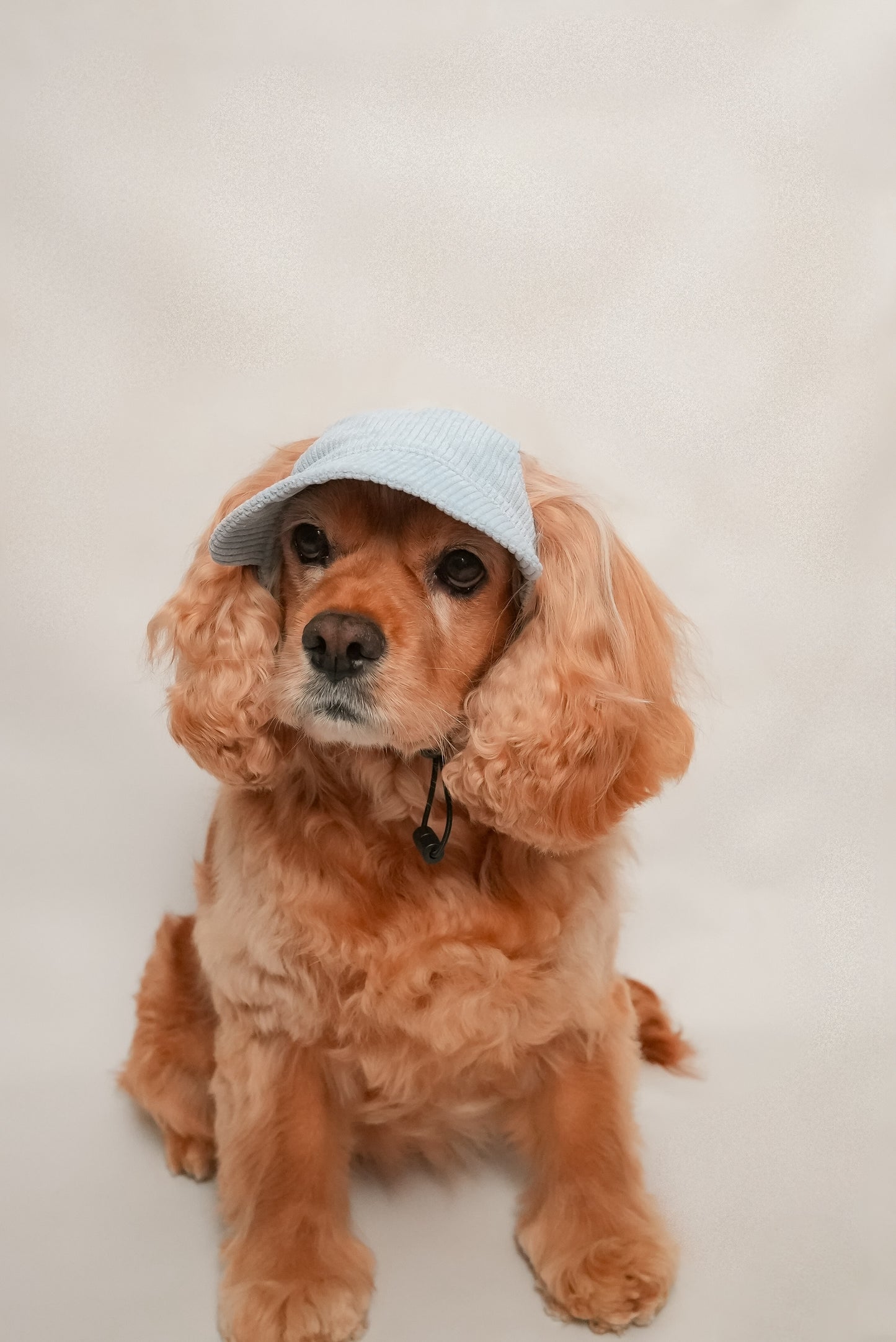 Dog hat