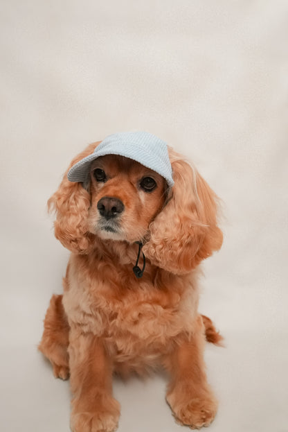 Dog hat