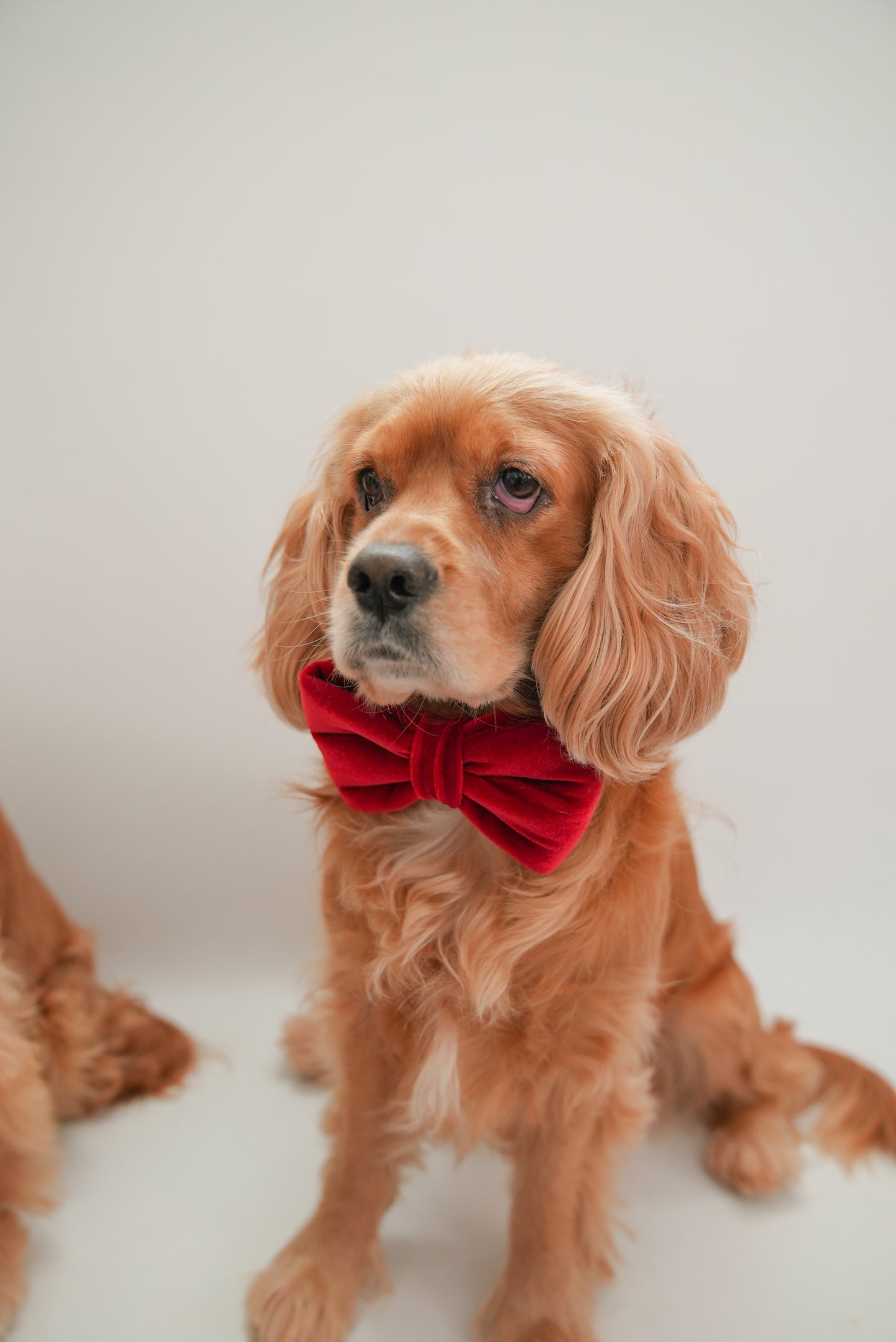 Velvet Red Bow Tie