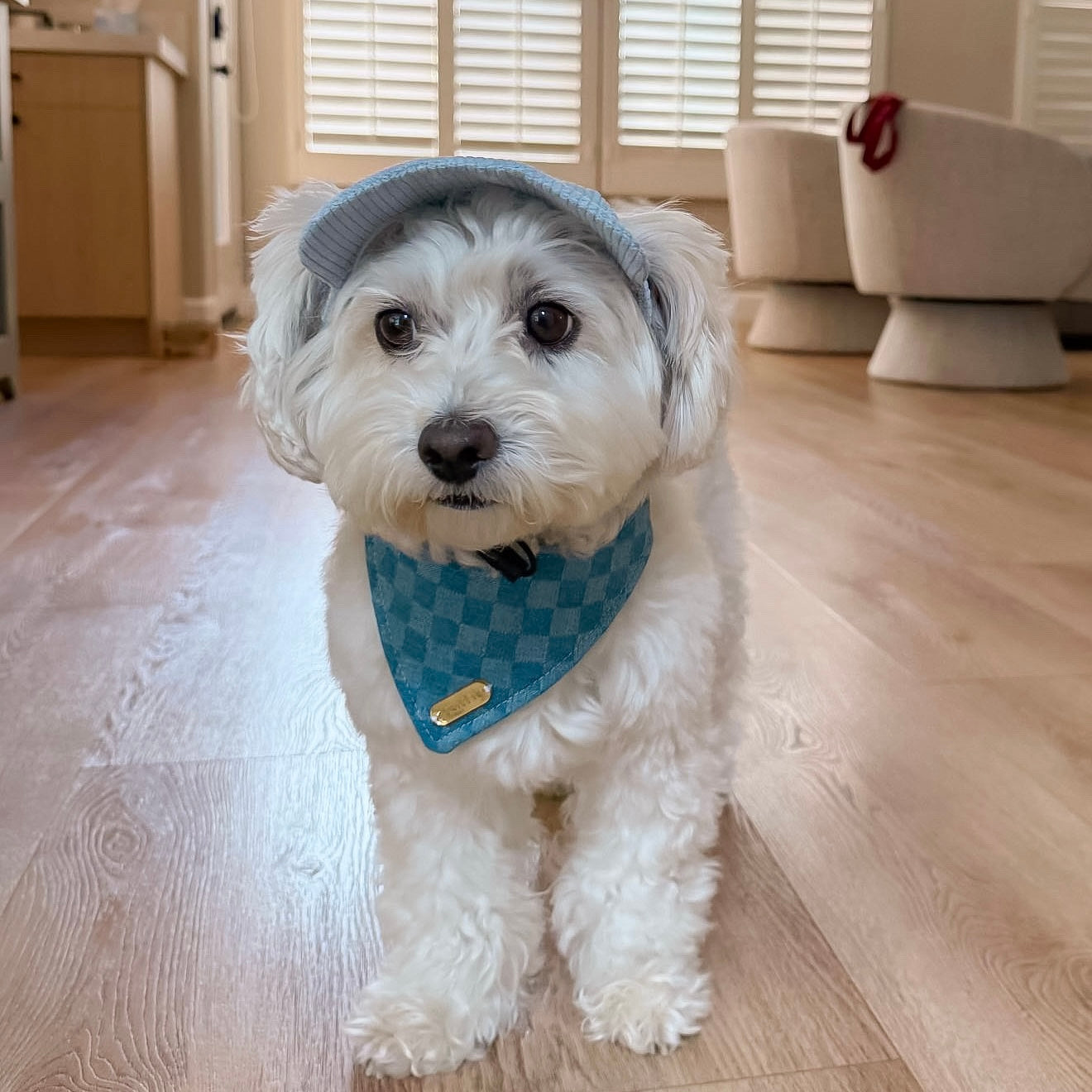 Dog hat