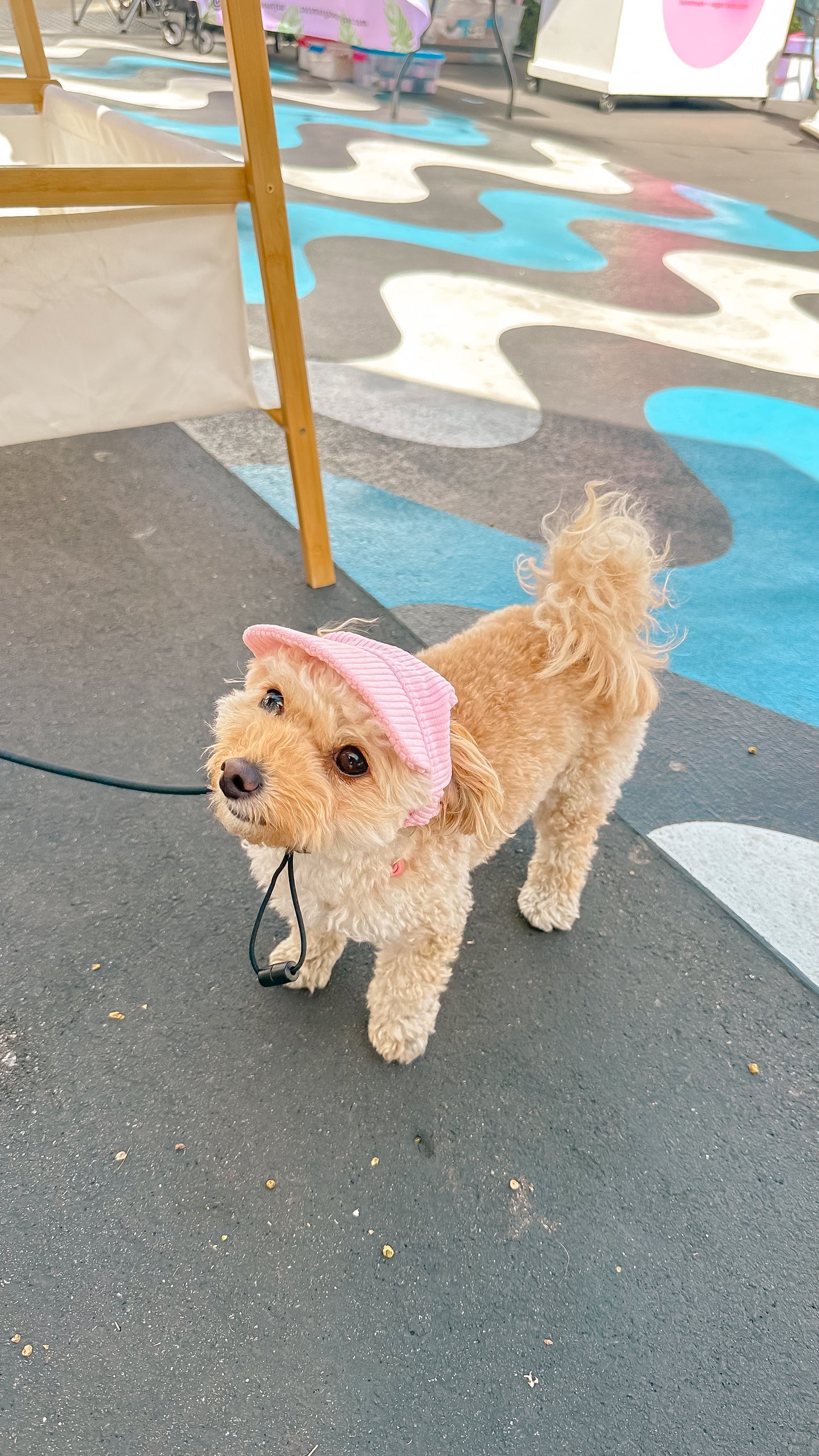 Dog hat