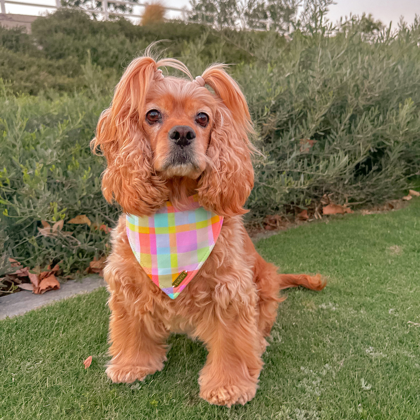 Rainbow Cove Bandana