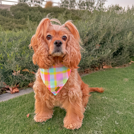 Rainbow Cove Bandana