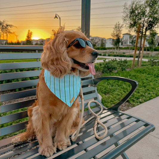 The Boardwalk Bandana