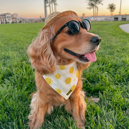 Golden Hour Bandana